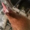 DangerousChicken12