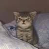 Redkatutoob