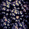 000blackberry000