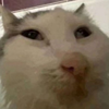 kyubey777