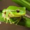 Frogzilla82