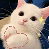 CatoMod
